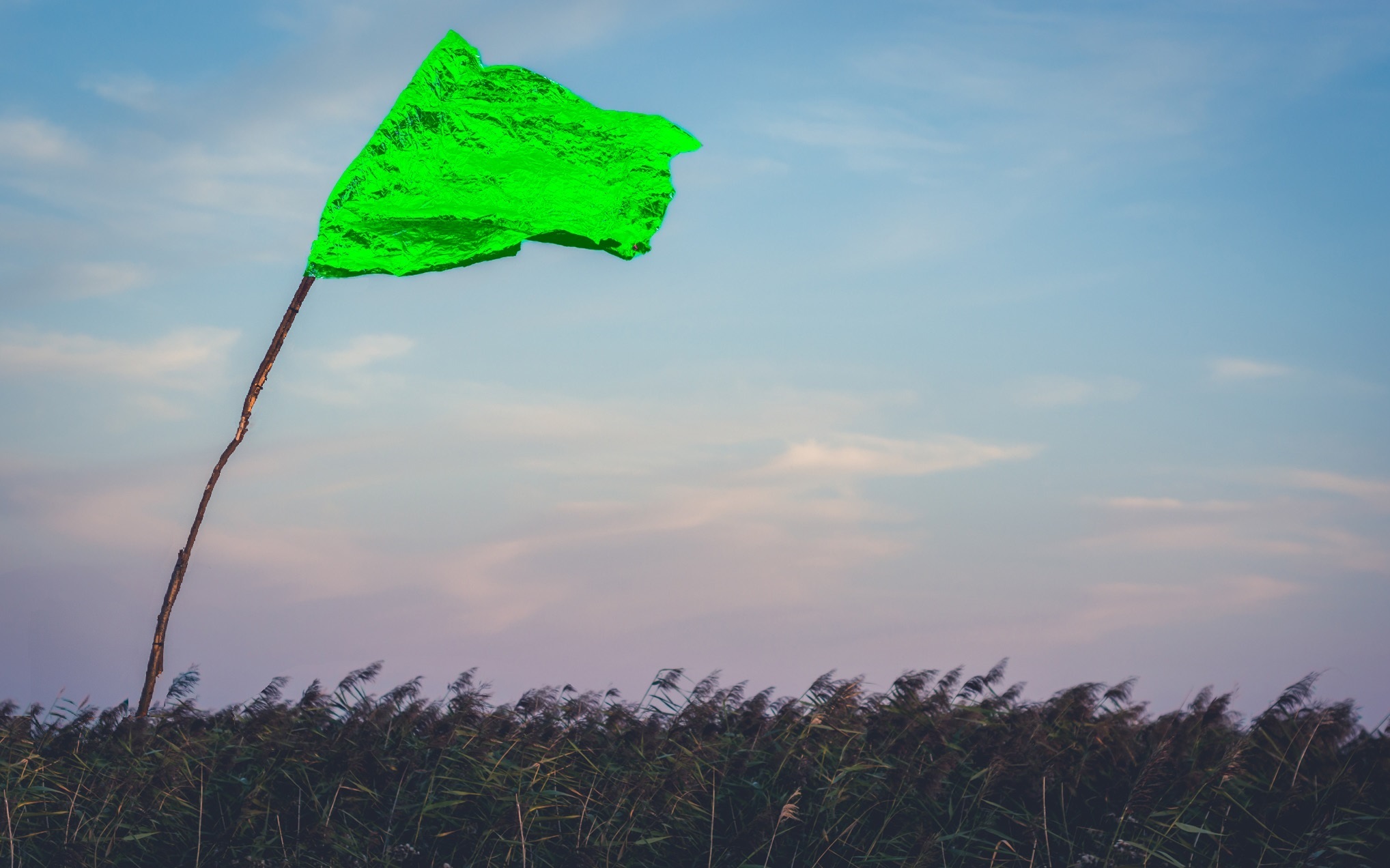 Grønt flag til alle sydslesvigske dagtilbud